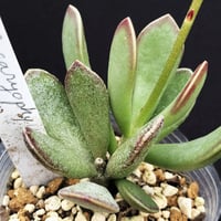 Adromischus  caryophyllaceus Kathoek.美花 / カリオフィラセウス カウーク (A23)