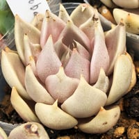 E.コロラータ デザートハーモニー Echeveria colorata'Desert Ha