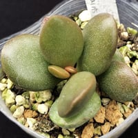 E.コロラータ リンゼアナ Echeveria colorata = lindsaya