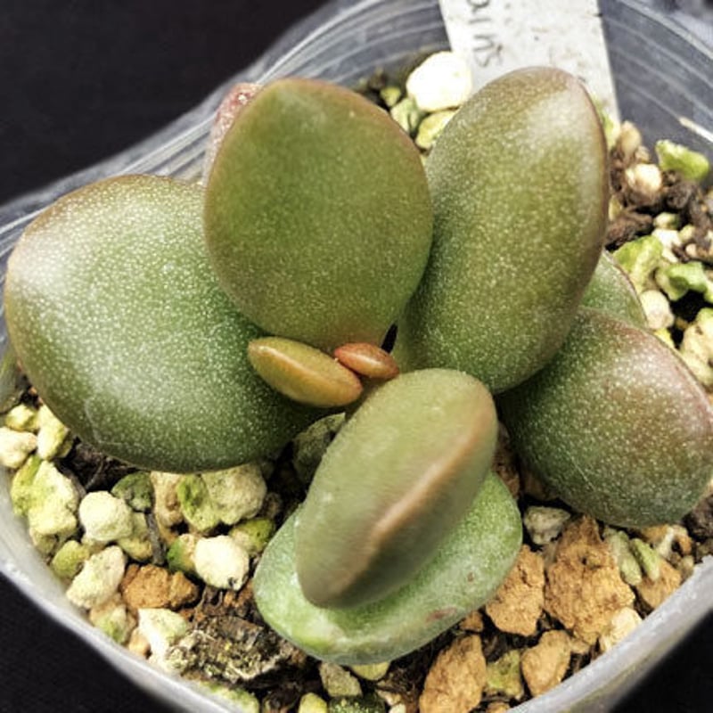 Adromischus schuldtianus Auros Mountains / シュルド