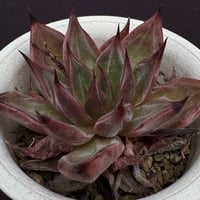 紫式部  Echveria cuspidata Parasana x E.’Romeo’ (094)