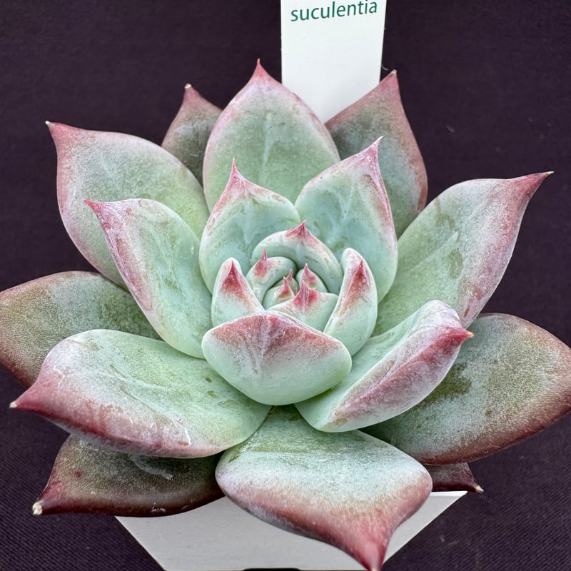 コロラータスーパーW×ナウアラ札付きポットごとメルカリ便SSSさん苗 コロラータスーパーW×ナウアラ札付きポットごとメルカリ便SSSさん苗