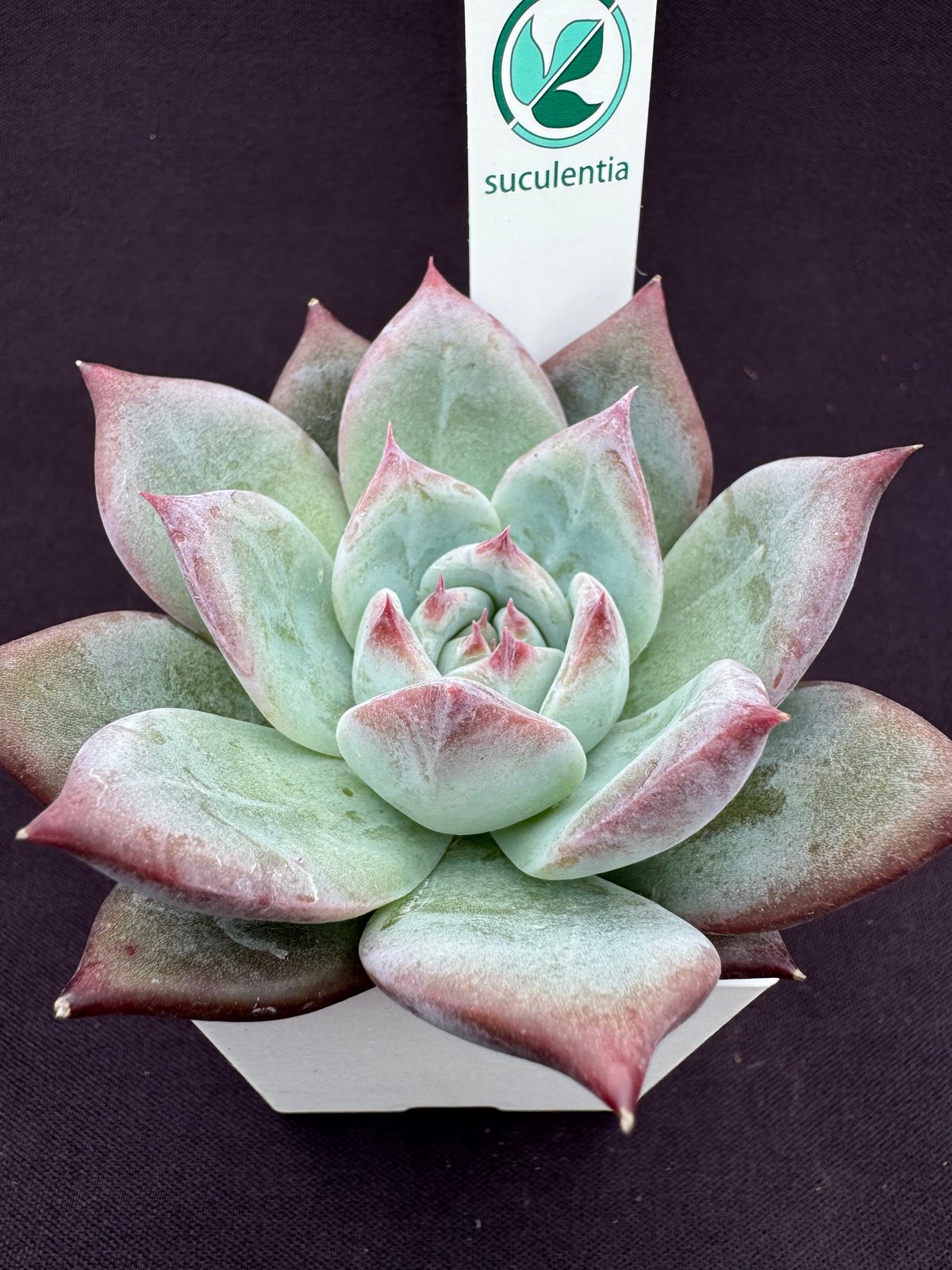 極上株 SSSさん苗 コロラータ（M実生）×ナウアラ 札付き 多肉植物 2025