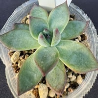 洋書 ECHEVERIA CULTIVARS 図鑑 洋書 ECHEVERIA CULTIVARS 図鑑 Amazon.co.jp: 洋書 ECHEVERIA