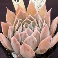 洋書 ECHEVERIA CULTIVARS 図鑑 洋書 ECHEVERIA CULTIVARS 図鑑 洋書 ECHEVERIA CULTIVARS 図鑑