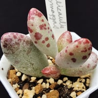 E.コロラータ デザートハーモニー Echeveria colorata'Desert Ha