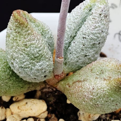 Adromischus mirianiae Alveolatus / 銀の卵 (04)