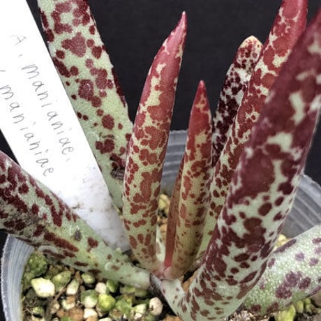 Adromischus marianiae v. marianiae / マリアンナエ　マリアンナエ  (26)