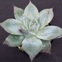 葉挿し苗✨コロラータデザートハーモニー✨ 葉挿し苗✨コロラータデザートハーモニー✨ コロラータ デザート