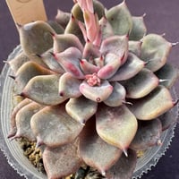 Echeveria cuspidata v. Zaragozae x Romeo（161）