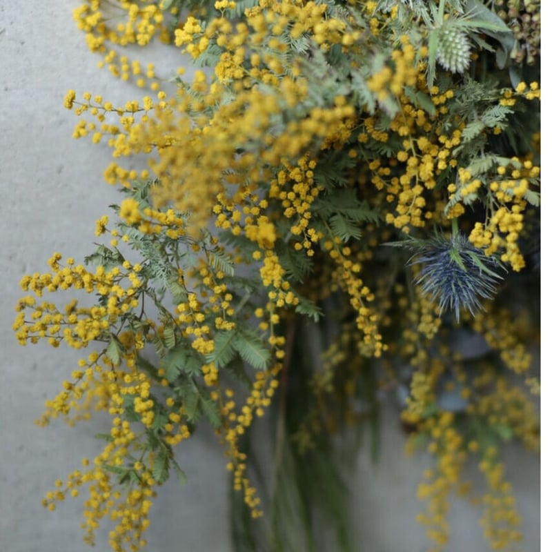 ミモザとユーカリのスワッグ（壁飾り）小サイズ | oeuvre