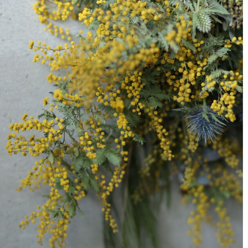 スワッグ(ミモザの木) / ドライフラワー　スワッグ　壁掛け　ミモザ　ユーカリ ミモザとユーカリのスワッグ（壁飾り）小サイズ | oeuvre