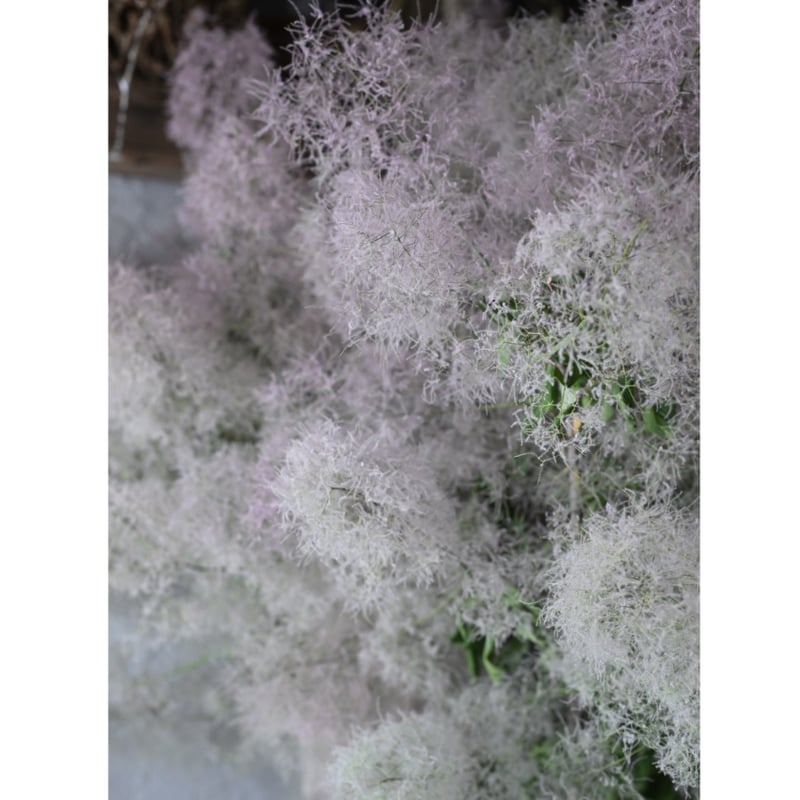 数量限定＞ベル付き・スモークツリーとセルリアのスワッグ（壁飾り）小