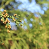 花粉症さえなければ売れてた mp3