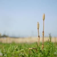「使うと会話のリズムが崩れる世界のことわざ その7」mp3