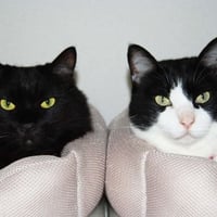 クローネトライアングルからの四角！いや、刺客！ゲスト：麻華りんか/鈴木奈苗