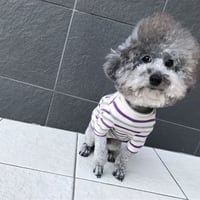 ORIGINAL 七分袖 border tops . ［gray×purple   L , XL , HPS , HPM , HPL ］