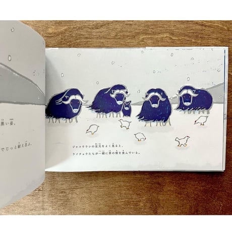 PIHOTEK（ピヒュッティ）　北極を風と歩く