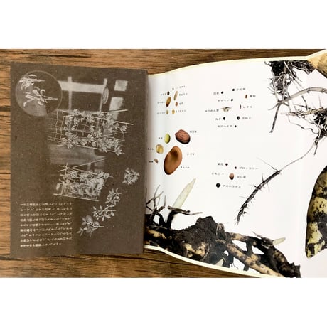 種から種へ　命つながるお野菜の一生