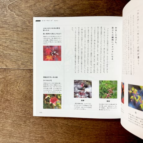 子どもと一緒に覚えたい　木の実の名前