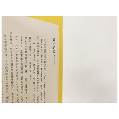 たんぽぽの秘密