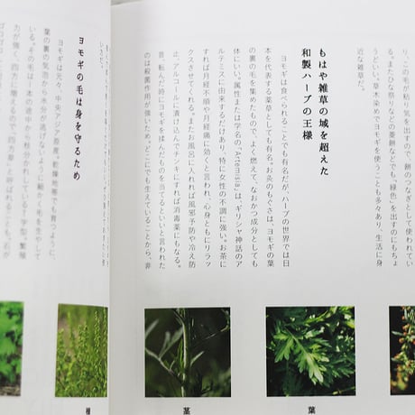 子どもと一緒に覚えたい道草の名前