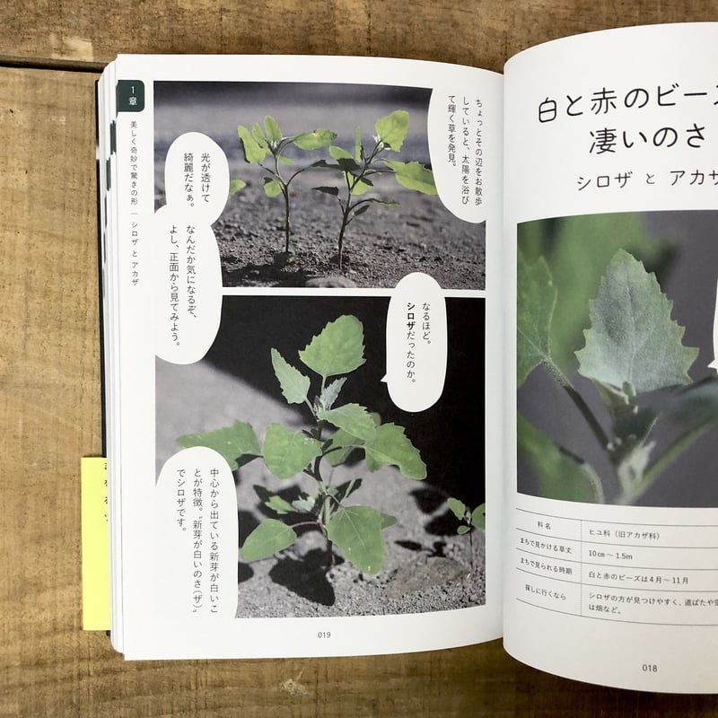 そんなふうに生きていたのね まちの植物のせかい | よもぎBOOKS