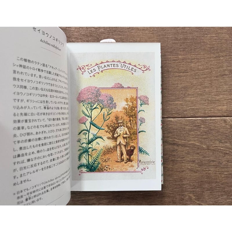 ちいさな手のひら事典 薬草 | よもぎBOOKS