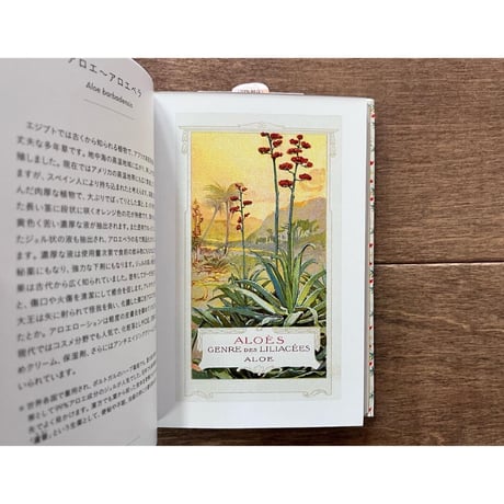 ちいさな手のひら事典　薬草