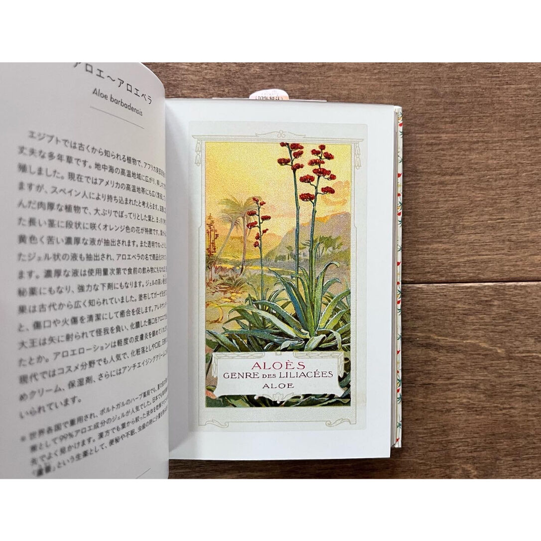 ちいさな手のひら事典 薬草 | よもぎBOOKS