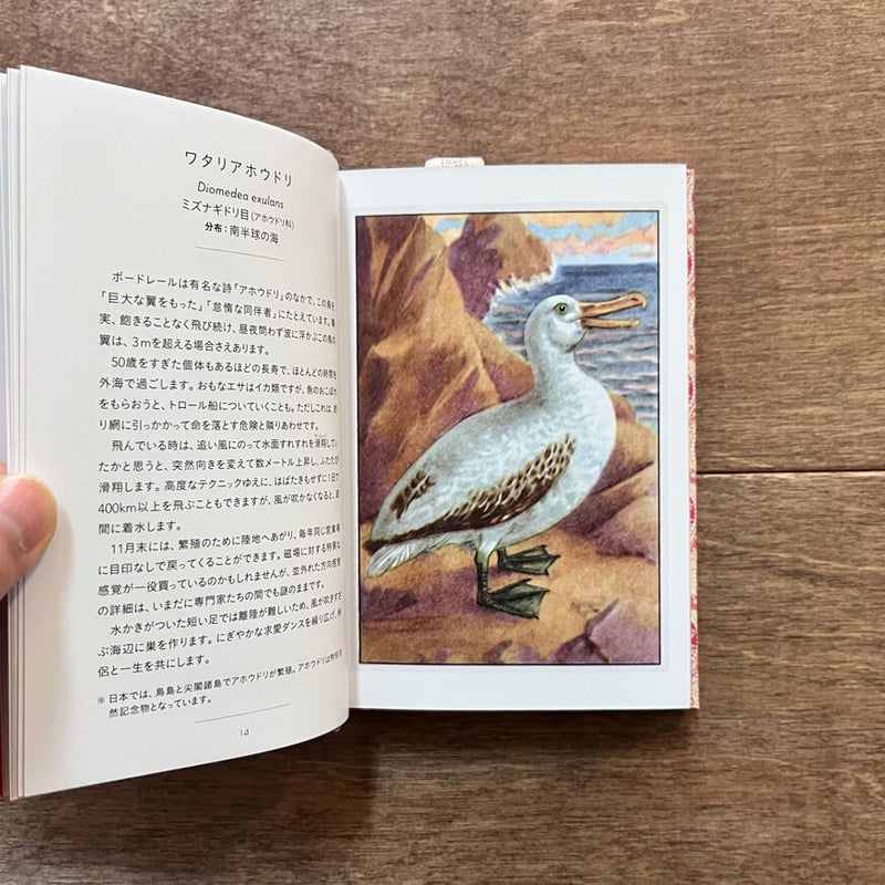 ちいさな手のひら事典 とり | よもぎBOOKS