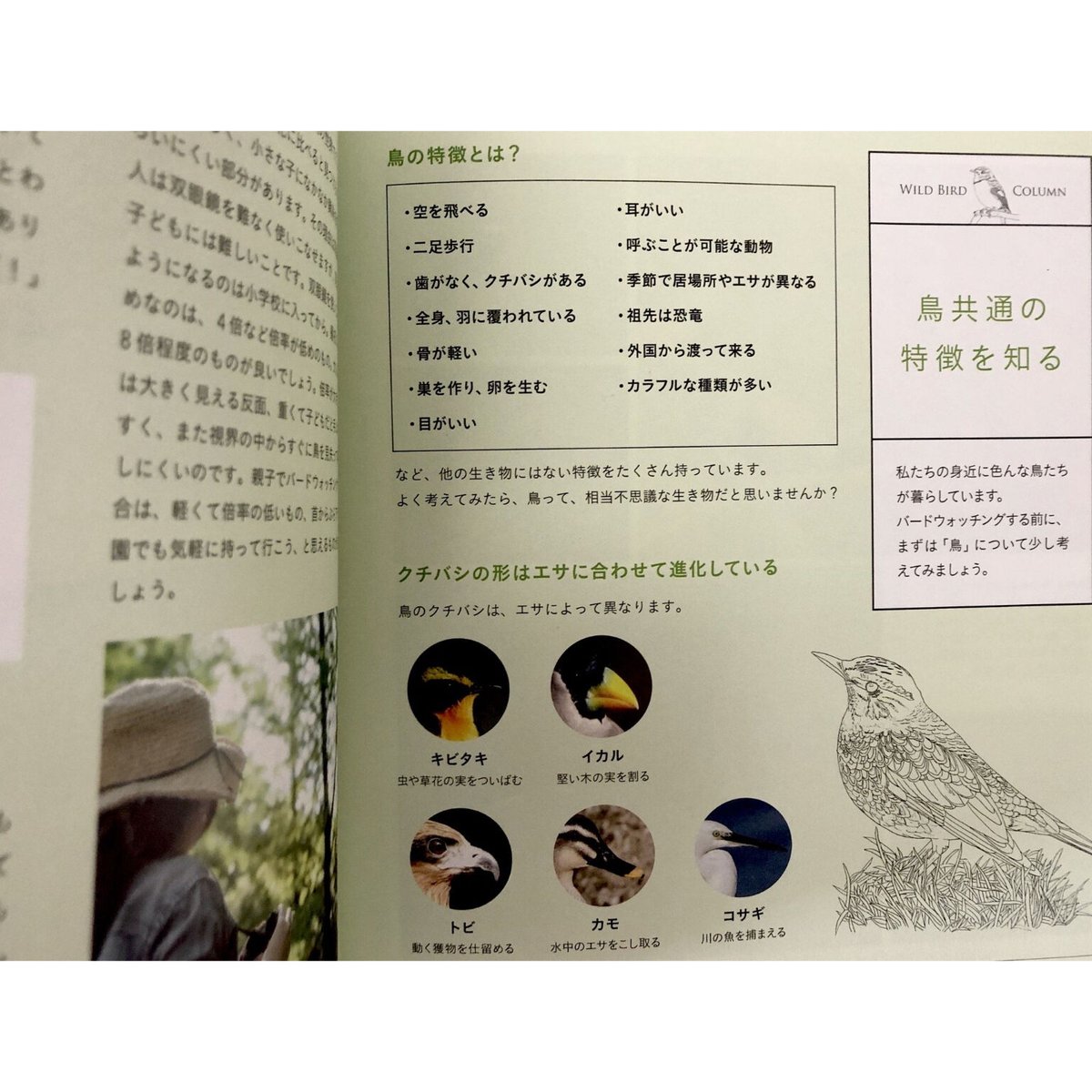 子どもと一緒に覚えたい 野鳥の名前 他 5冊セット バラ売り不可 子どもと一緒に覚えたい 野鳥の名前 | よもぎBOOKS