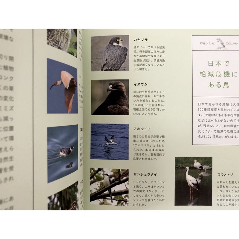 子どもと一緒に覚えたい 野鳥の名前 | よもぎBOOKS 子どもと一緒に覚えたい 野鳥の名前 | よもぎBOOKS
