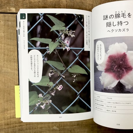そんなふうに生きていたのね　まちの植物のせかい
