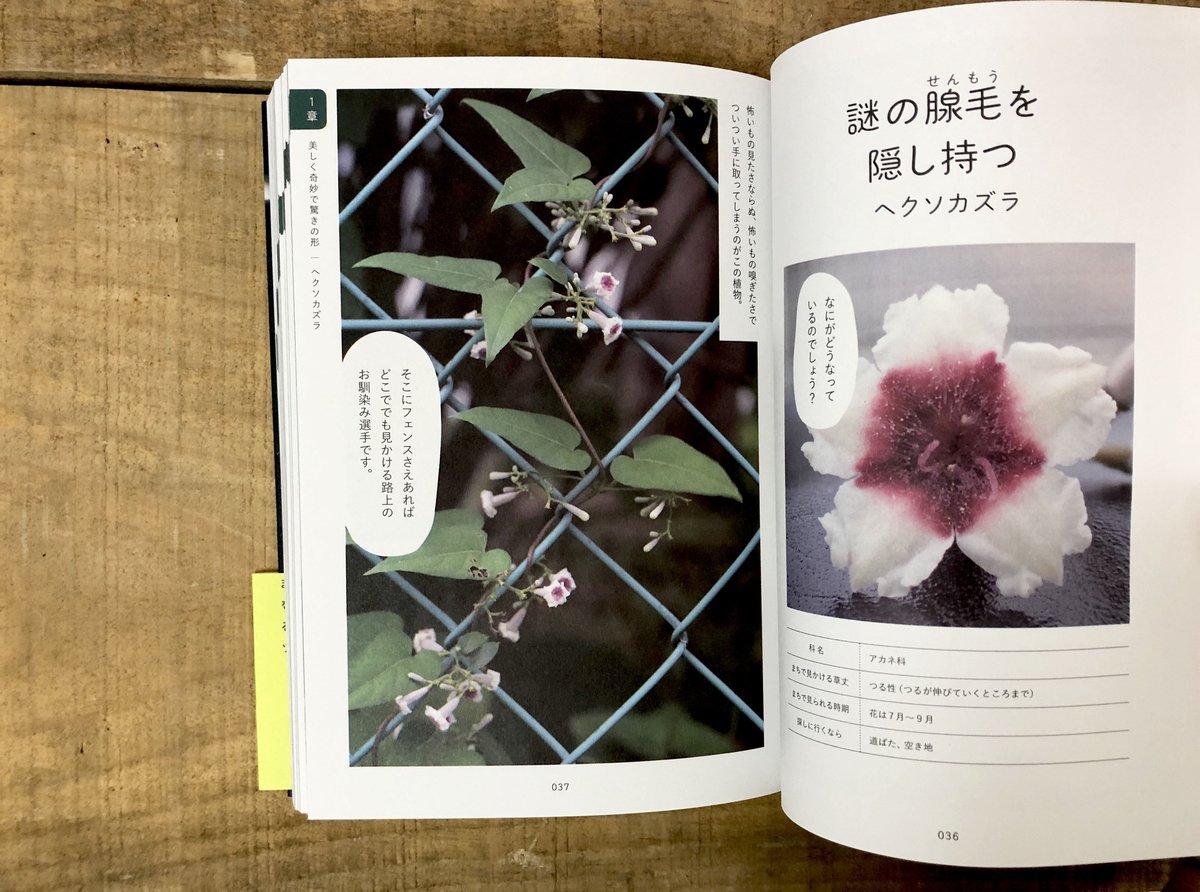 そんなふうに生きていたのね まちの植物のせかい | よもぎBOOKS