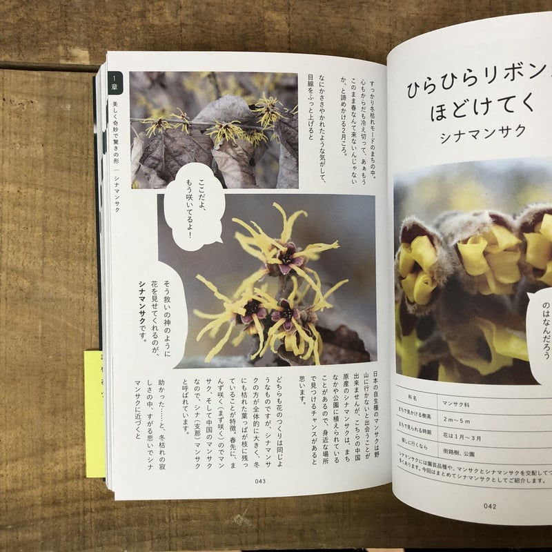そんなふうに生きていたのね まちの植物のせかい *オリジナル そんなふうに生きていたのね まちの植物のせかい *オリジナル