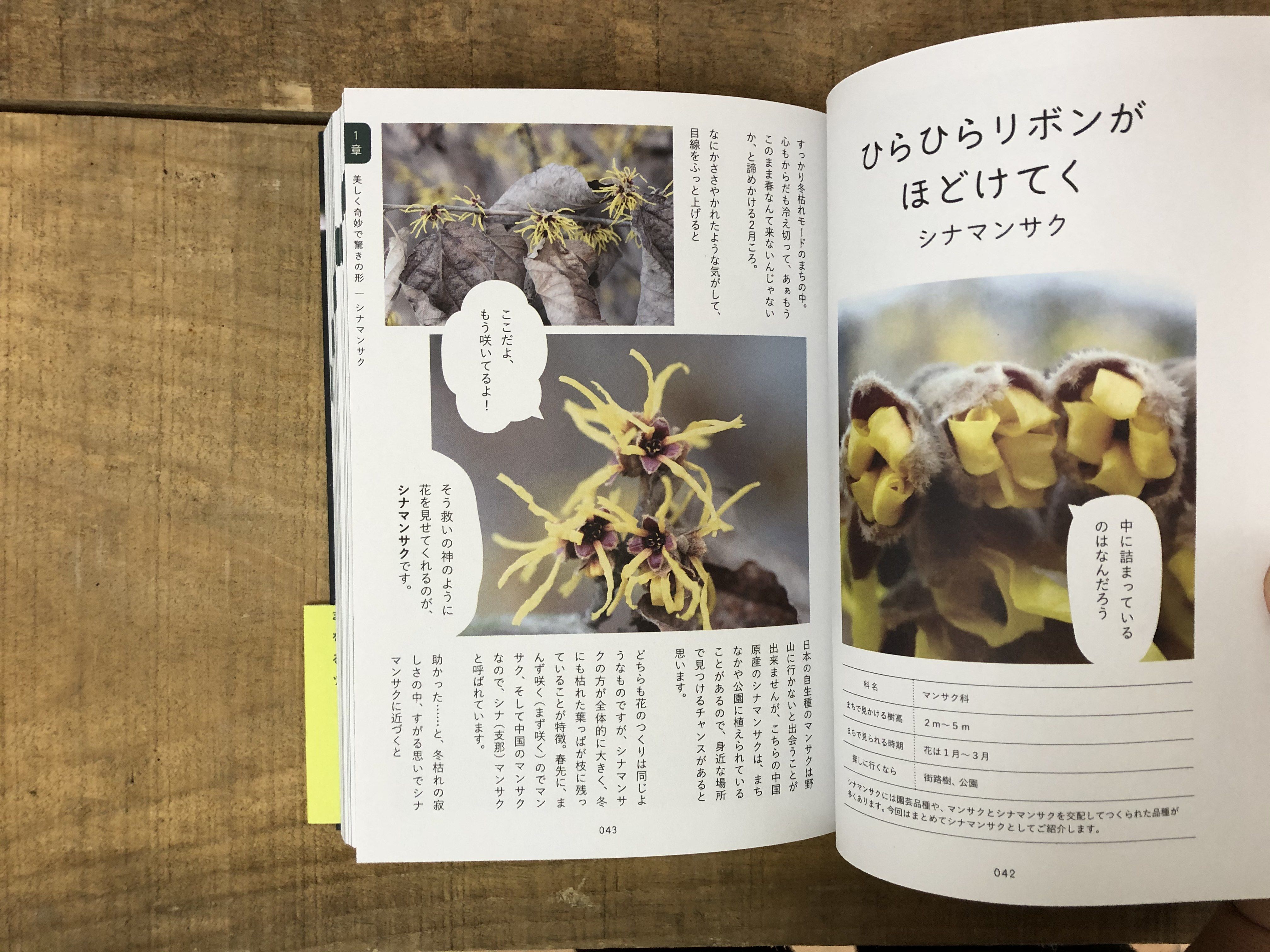 そんなふうに生きていたのね まちの植物のせかい | よもぎBOOKS