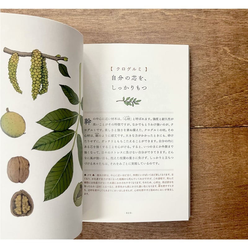 木に学ぶ60の知恵 まっすぐだけが生き方じゃない | よもぎBOOKS