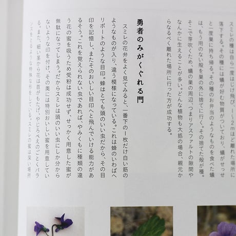 子どもと一緒に覚えたい道草の名前