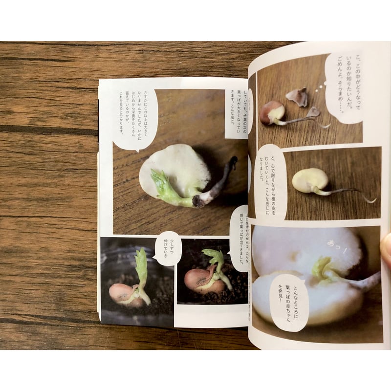 種から種へ 命つながるお野菜の一生 | よもぎBOOKS