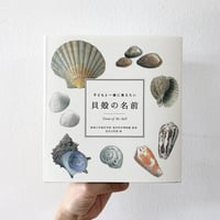 子どもと一緒に覚えたい 貝殻の名前