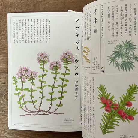 和ハーブのある暮らし