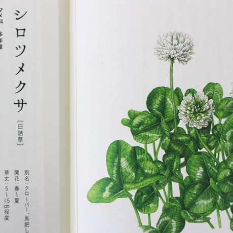 子どもと一緒に覚えたい道草の名前