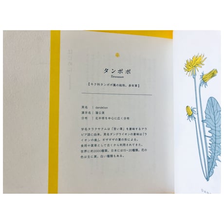 たんぽぽの秘密