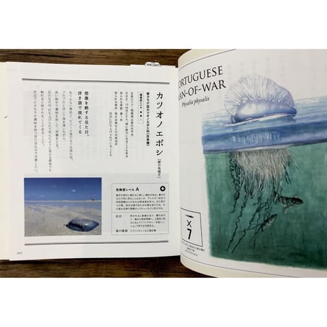 子どもと一緒に覚えたい　毒生物の名前