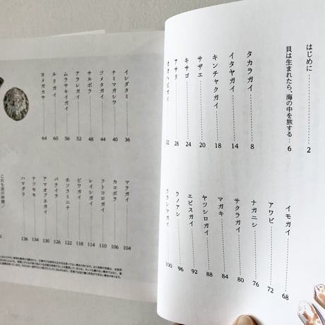 子どもと一緒に覚えたい 貝殻の名前