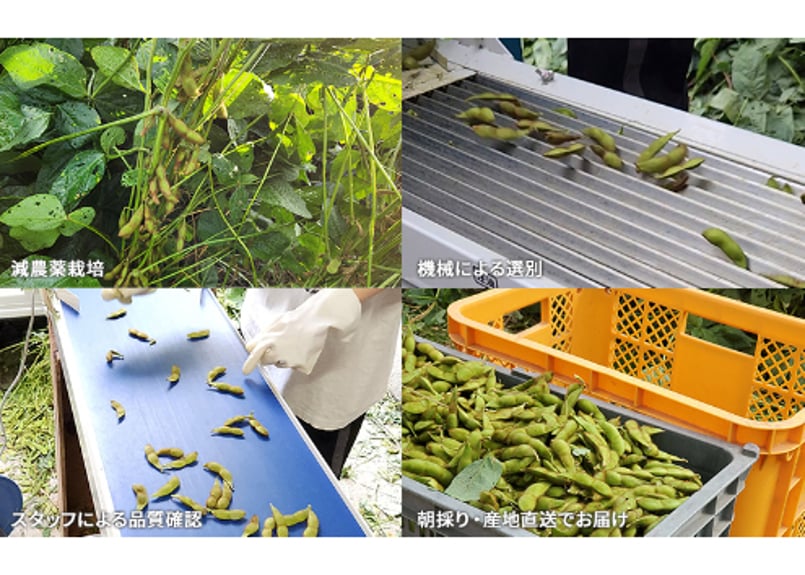 枝豆 青森県産 幻の特上えだまめ『毛豆』300g×4袋【栗のような甘み