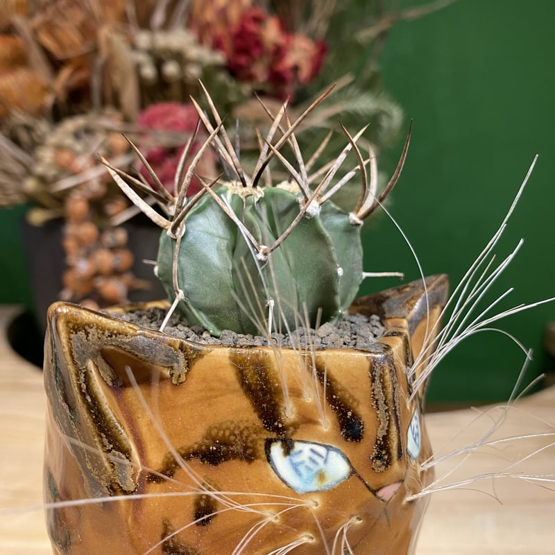 サボにゃん 大鳳玉 実生 | 森林食堂-Happa nursery-