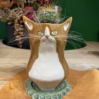 出遅れ☆サボにゃん　Buiningia  HU167 brevicy lindrica 自根