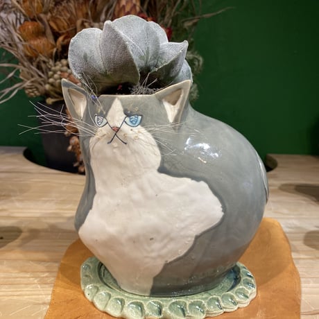 CATEGORY サボテン | 森林食堂-Happa nursery-